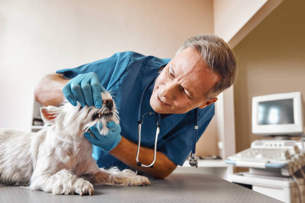 Best Emergency Tooth Extraction in Raoul, GA